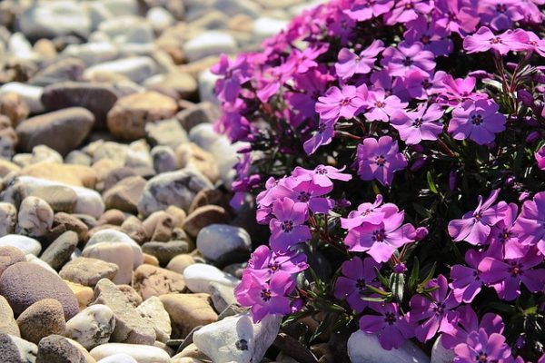 Gartengestaltung mit Steinen, Gräsern und Pflanzen