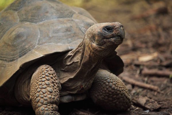 Was Schildkröten fressen